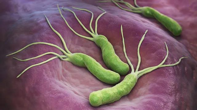 根除幽门螺杆菌前应注意的事项,根除幽门螺杆菌药的吃法