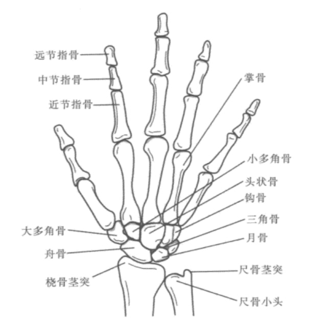 足舟骨骨折康复训练视频教程,腕舟骨骨折打了石膏康复需要多久