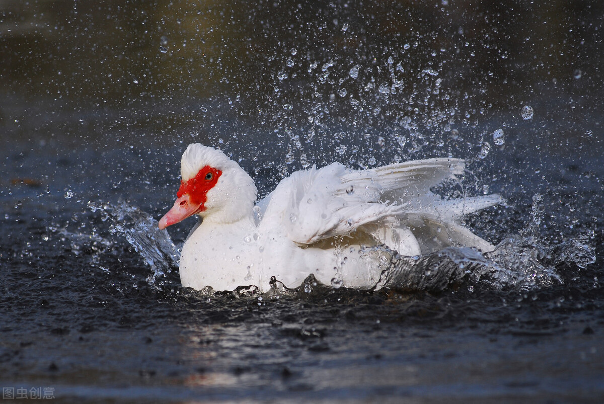 包回收养鹅是骗局吗,包回收合伙办厂