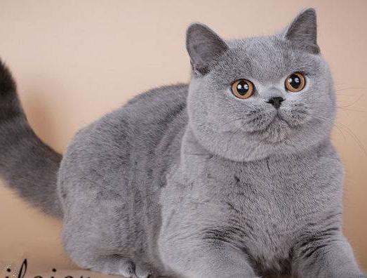 英国短毛猫什么毛色好,英国短毛猫十种受欢迎的毛色