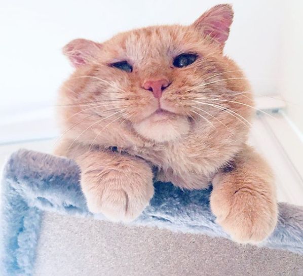 房东不准养猫谁能把猫领养,租房时房东不让养猫然后发了图片