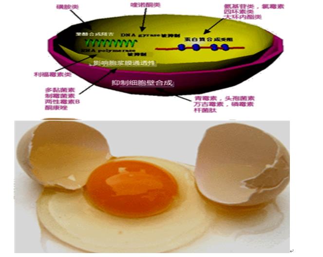 抗菌药物，其它β－内酰胺类抗菌药物