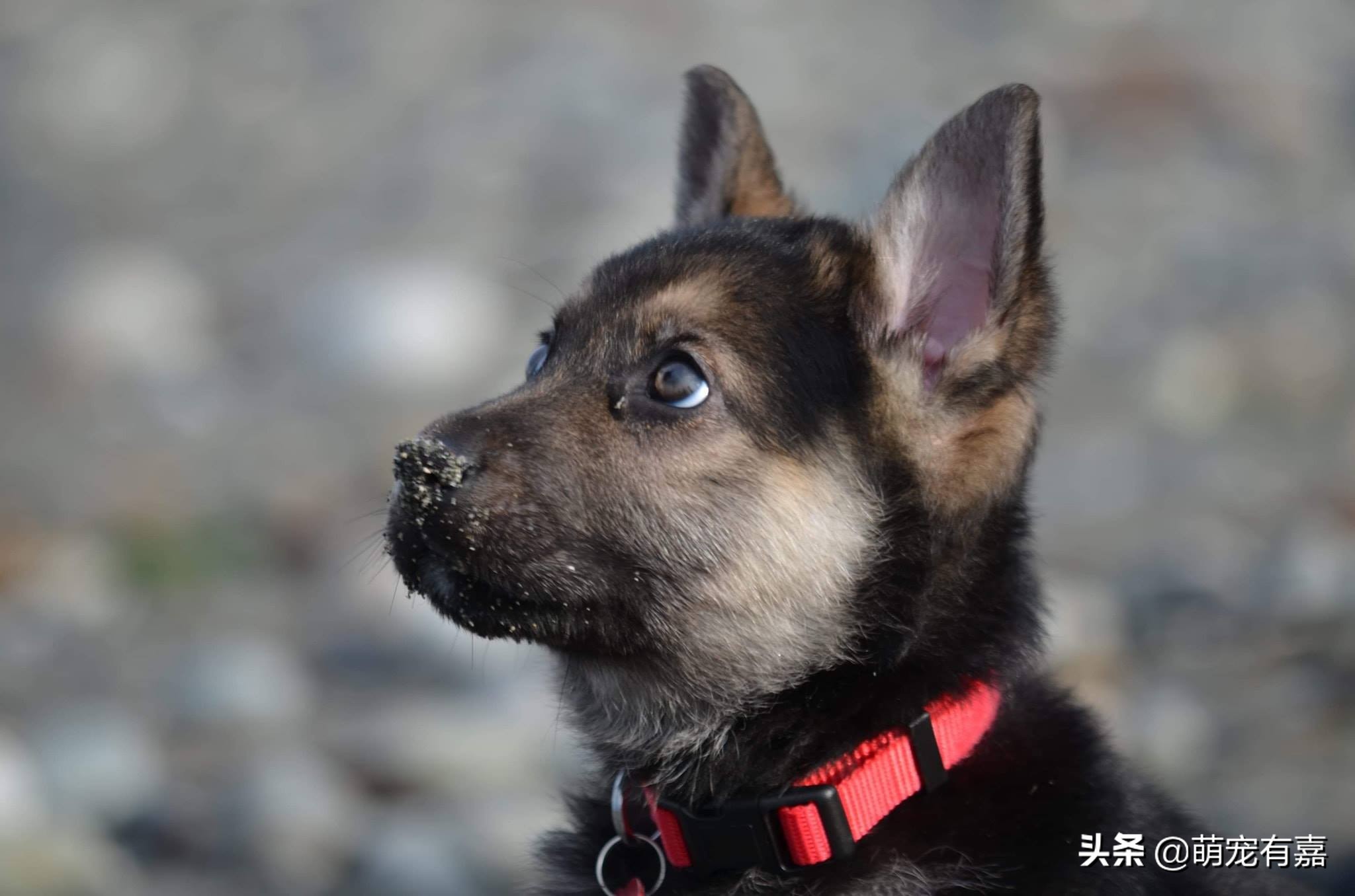 先天性心脏病狗狗的注意事项,心脏病的狗狗吃什么药