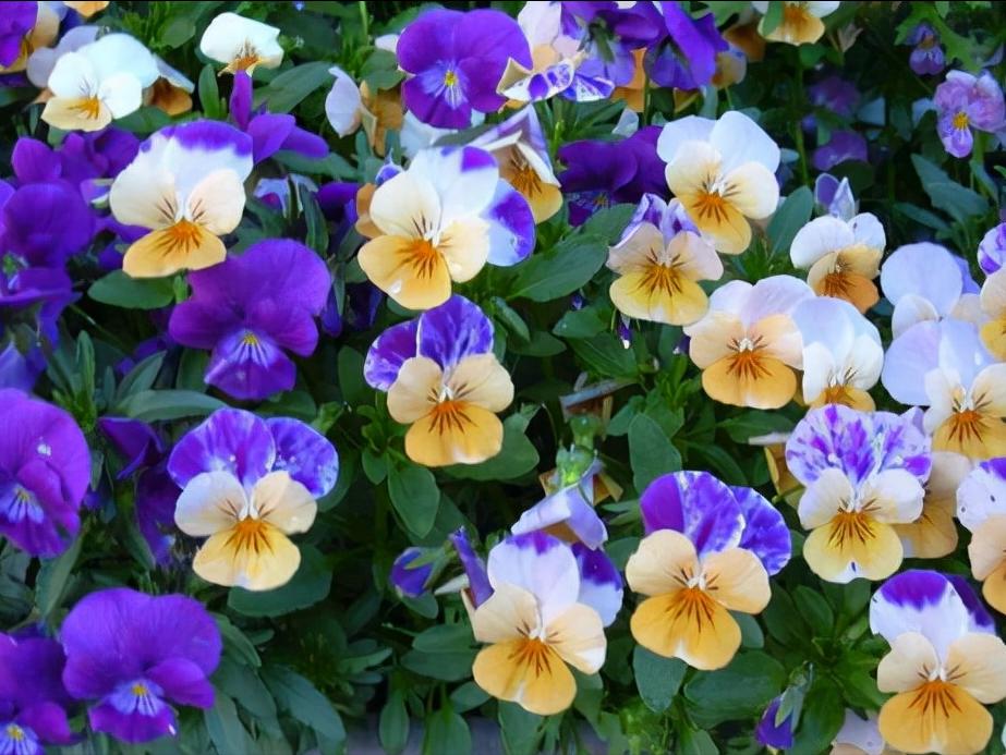 花卉绿植种植大全,温室常见的花卉