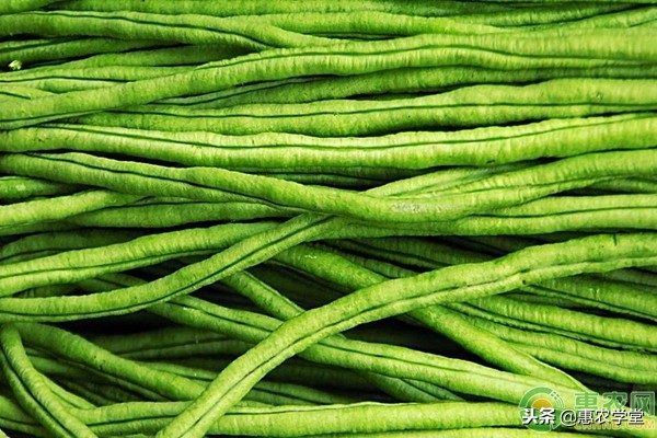 豆角僵苗原因,豆角僵苗快速恢复