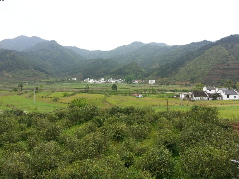 被誉为中国最美的古村落,徽州婺源风光