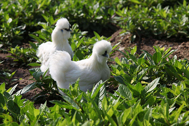 乌鸡养殖最好的方法,乌鸡养殖的基本知识