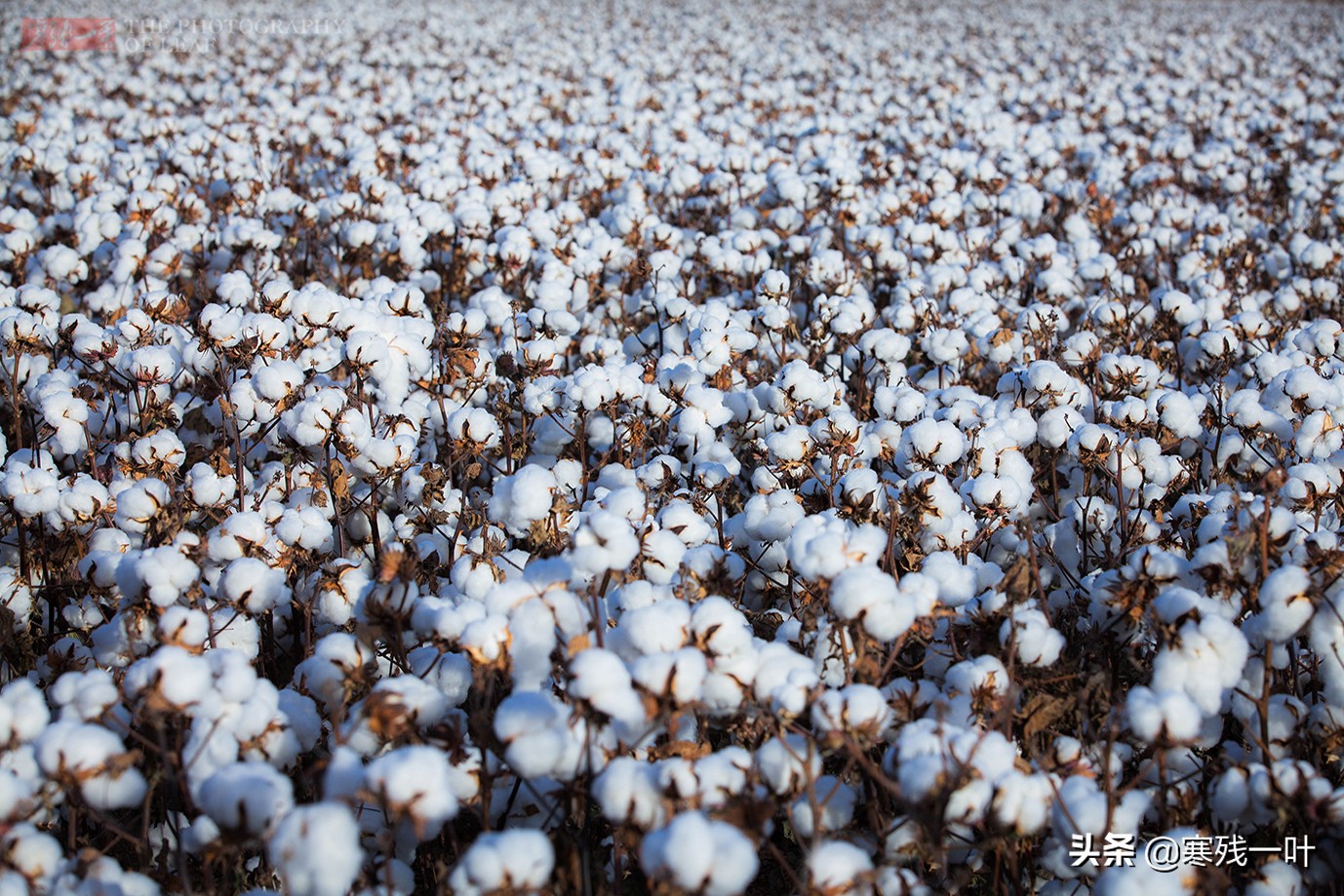 新疆采棉花工一个月挣多少钱,在新疆采棉花一天能赚多少钱