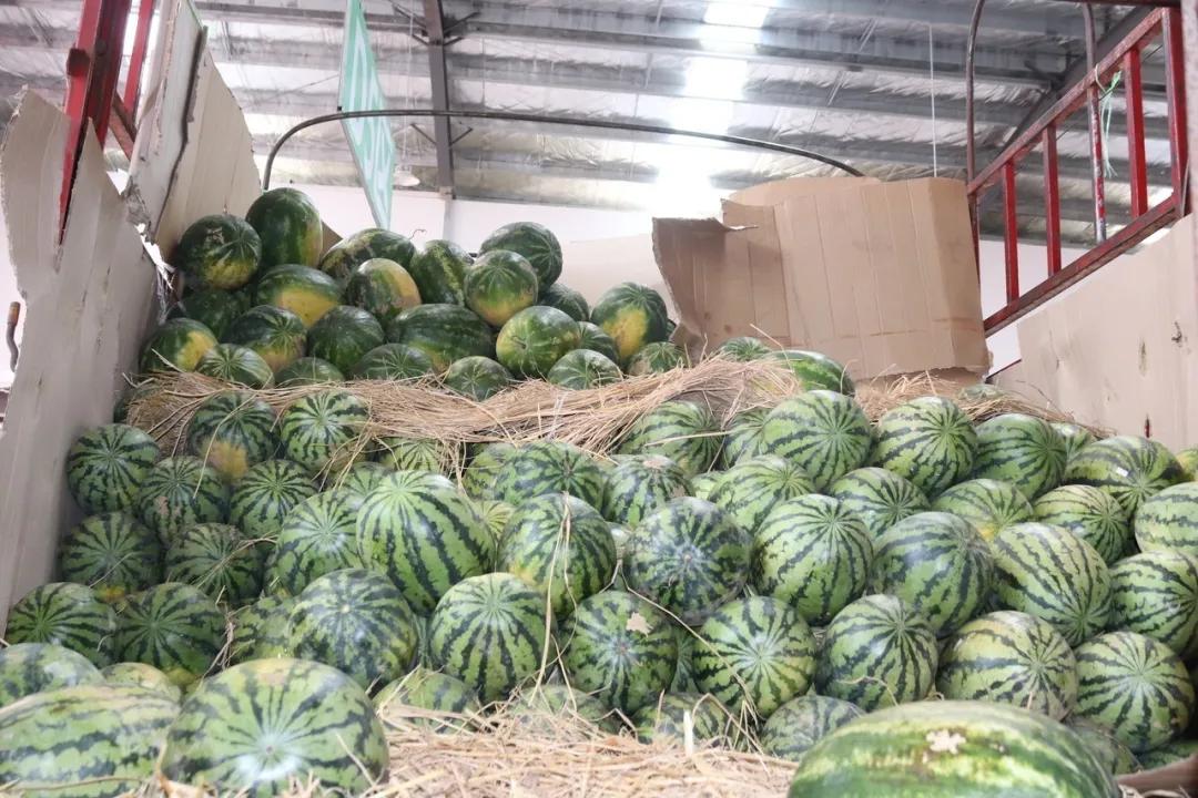 西瓜价格上涨原因,现在西瓜批发价格哪里最便宜