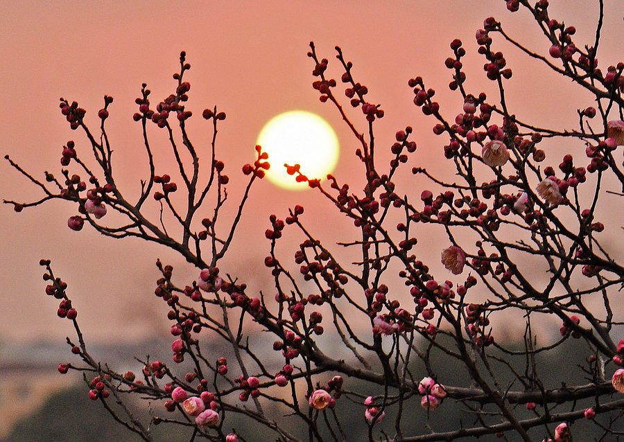 梅花跟什么一起种合适,梅花和哪两种花被称为岁寒三友