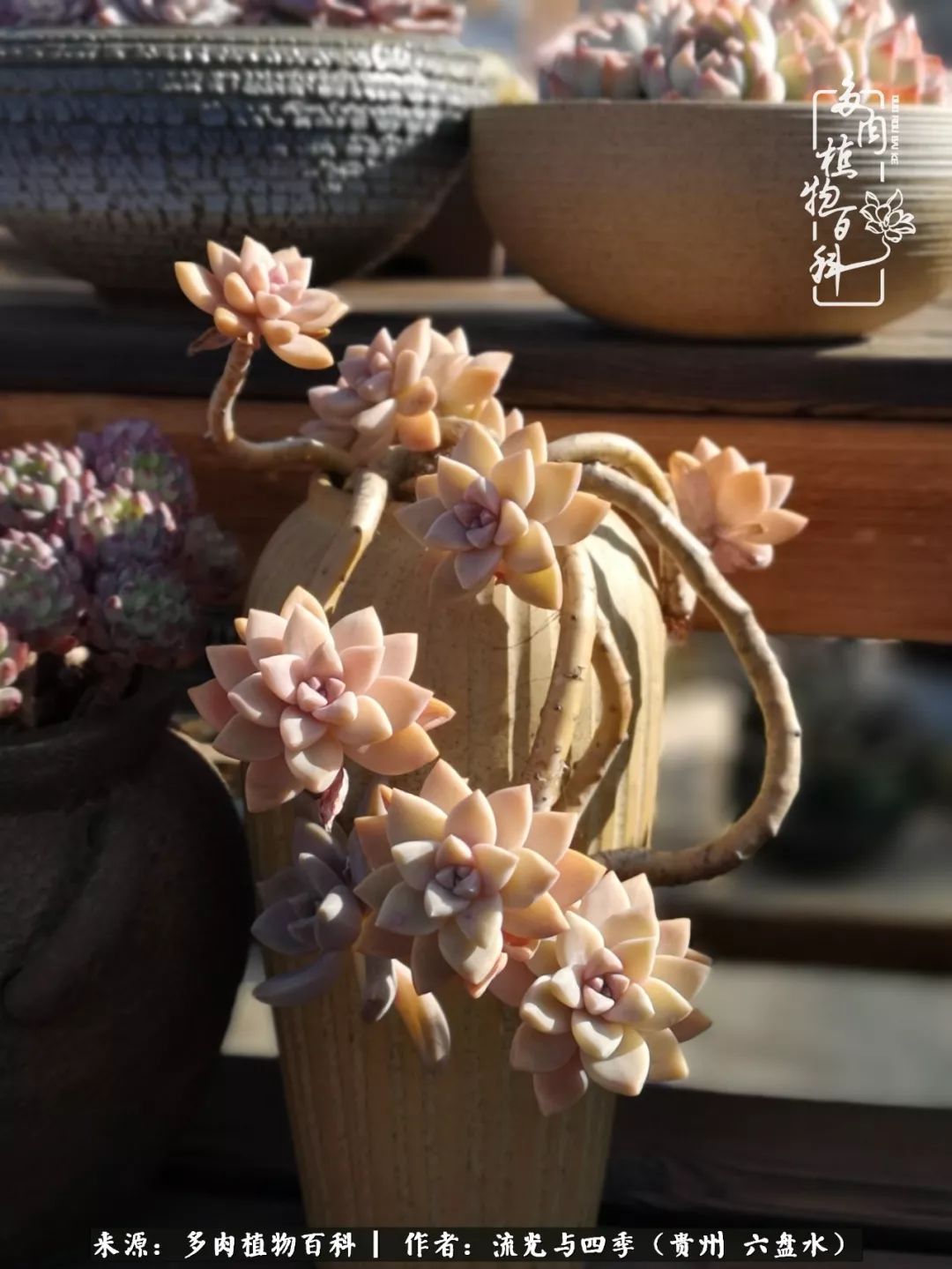 养多肉这几点新手必要知道,在养多肉的路上越走越远