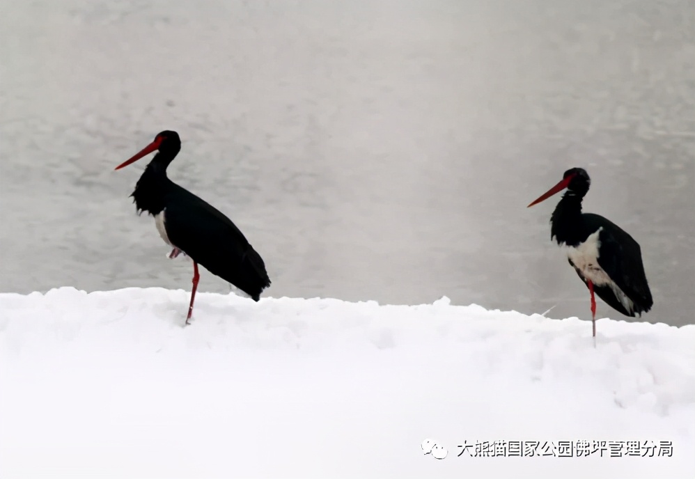 佛坪都有什么野生动物,周至佛坪野生动物