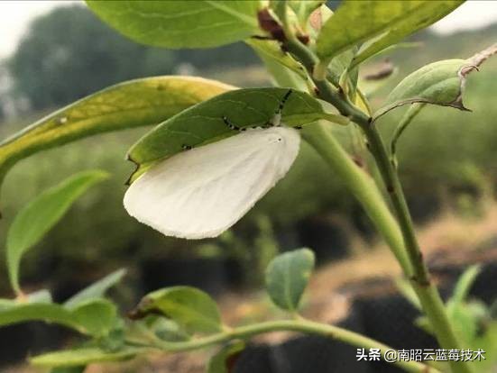 蓝莓常见虫害,蓝莓虫害及防治措施怎么写