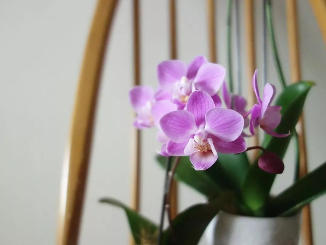 家庭养蝴蝶兰花如何养护,蝴蝶兰家庭养护诀窍非广告