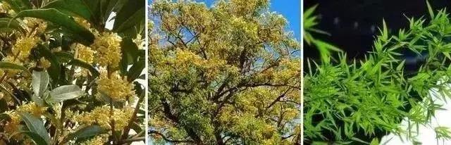 庭院景观设计最佳布局,庭院花园景观风水设计