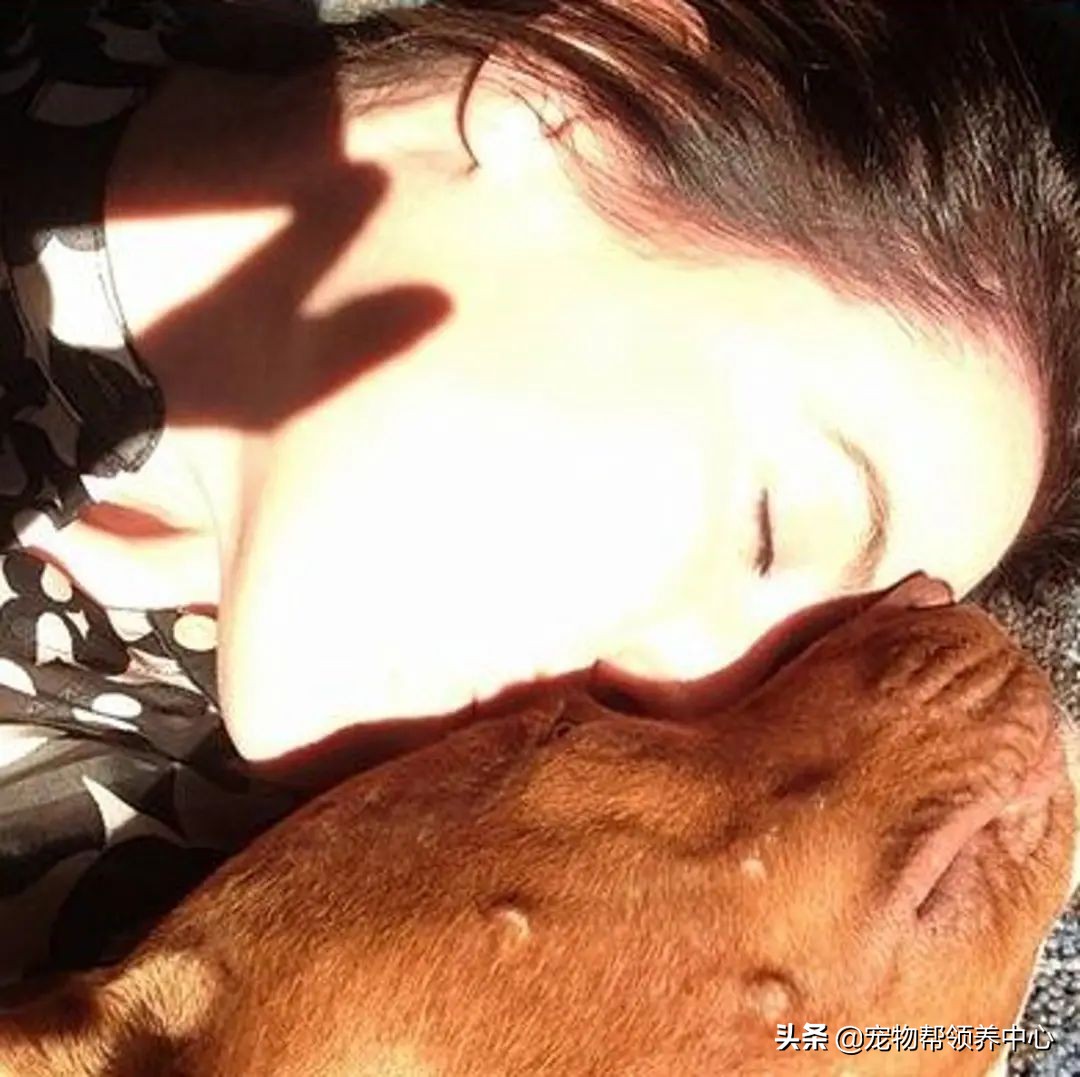 狗狗耳朵肿了会是蜜蜂蛰的吗,狗狗被蜜蜂蛰得肿成了包子头