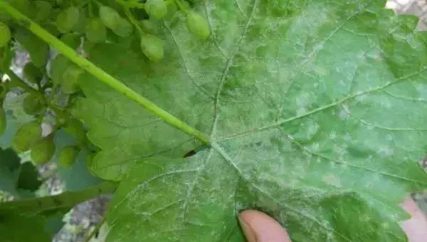 白芨病害及防治,白粉病用药防治