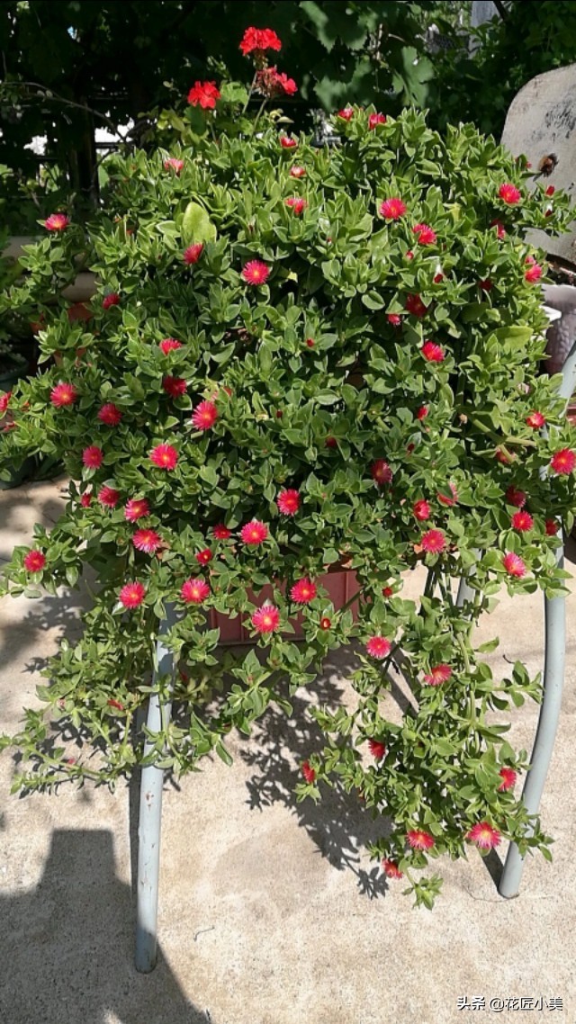 牡丹吊兰为什么不建议养,牡丹吊兰根太老影响开花吗