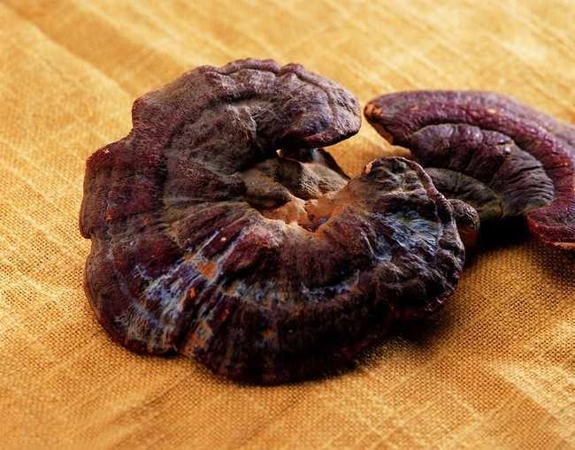 野生灵芝的价格,大兴安岭野生灵芝有多贵