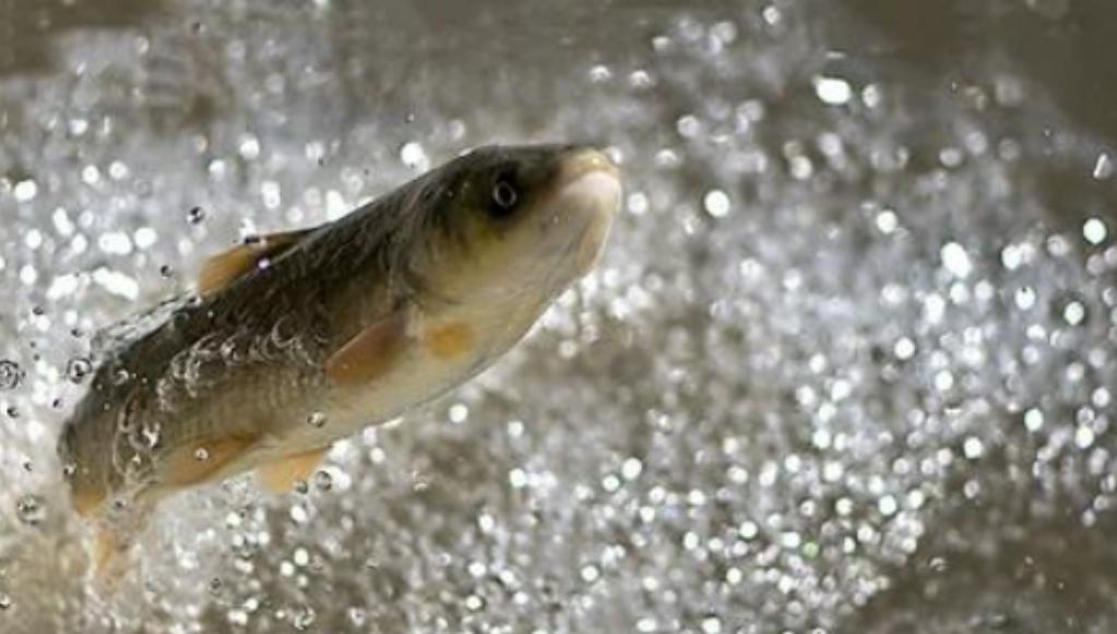 青海湖的湟鱼为什么每年只产一斤,青海湖湟鱼现状