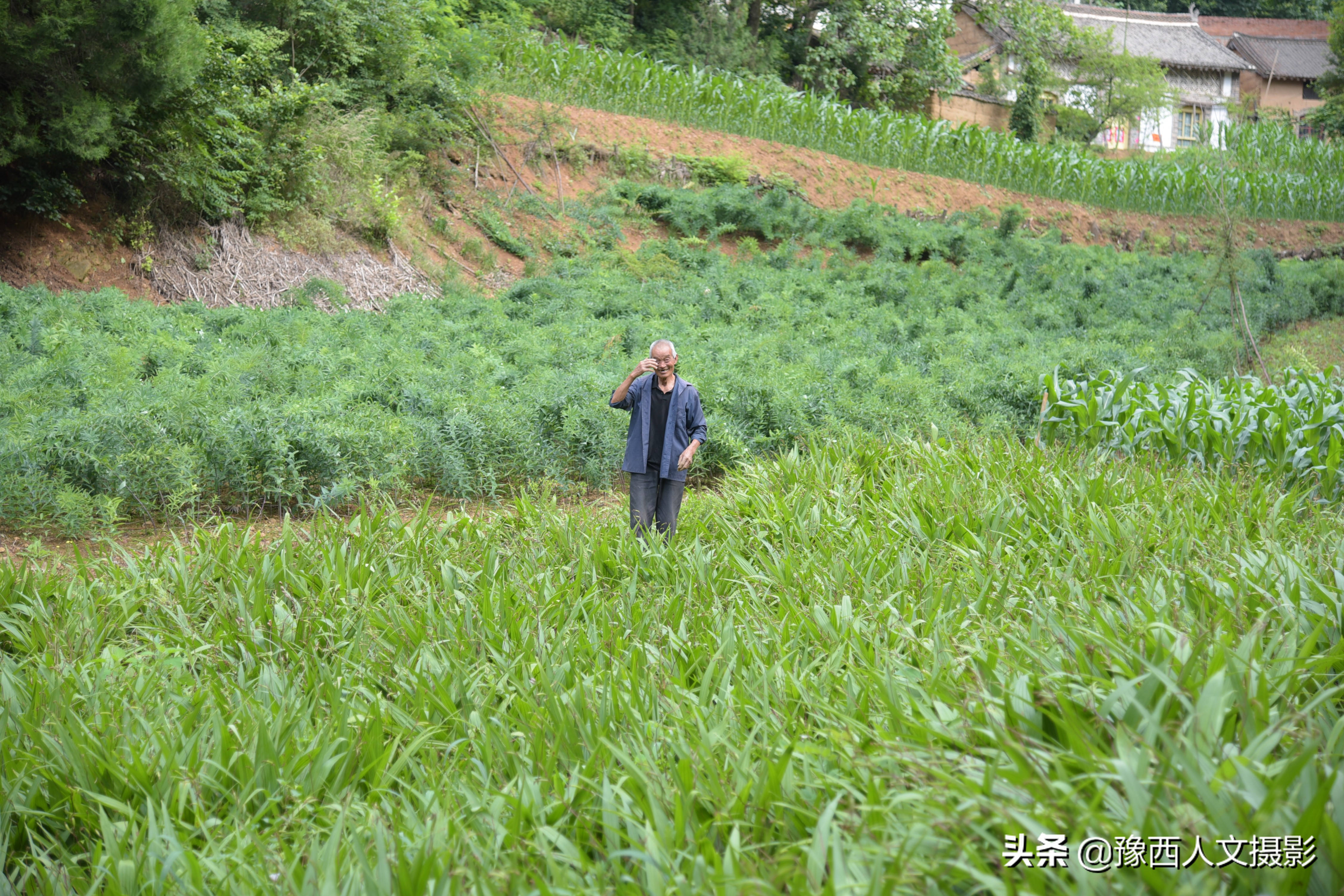 山里大叔4年前发现商机，庄稼地改种暴利药材，结果收购价格跳崖