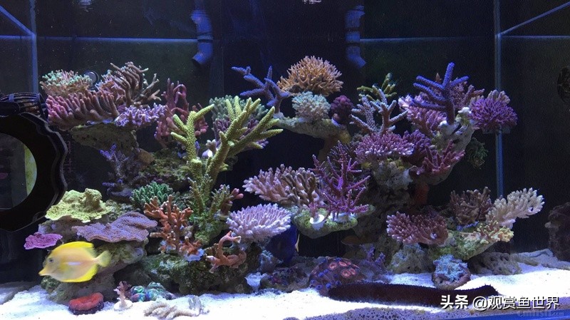 适合60缸养的海水鱼,水泥缸养海水鱼合适吗