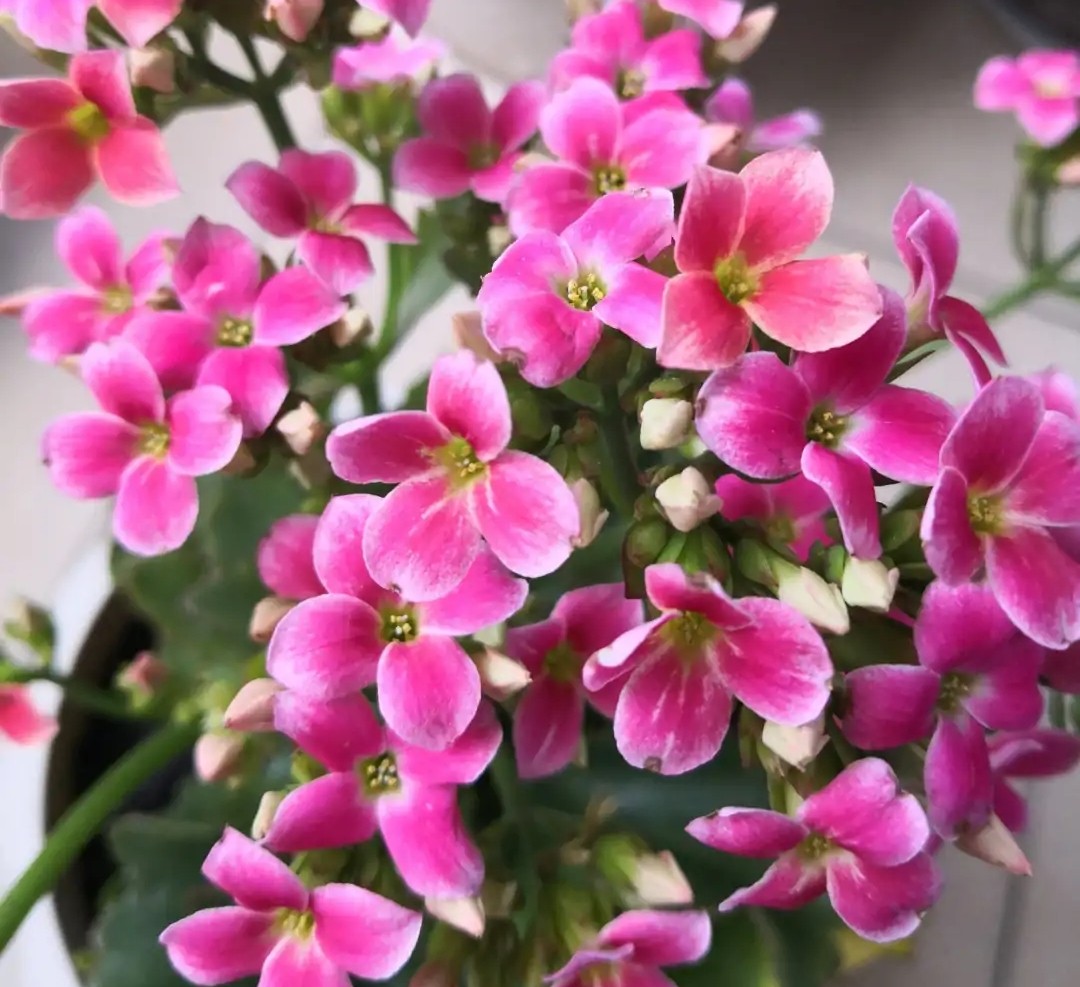 单瓣长寿花品种大全图,长寿花单瓣最好看的品种