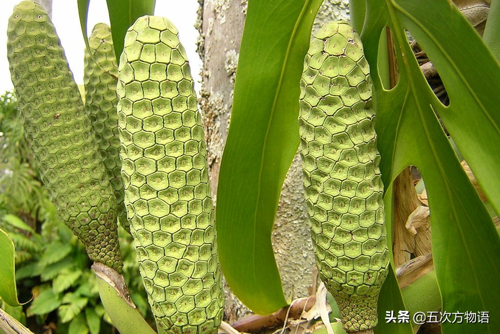 天南星不适合什么人吃,天南星跟南星一样吗有毒吗