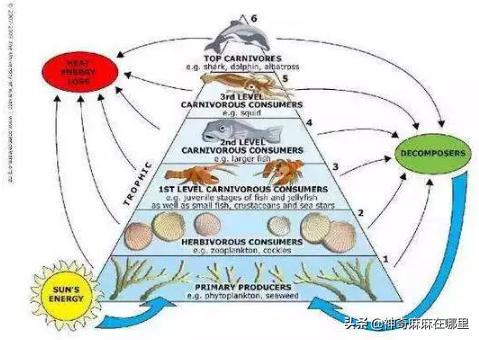 什么鱼dha含量高适合小孩子吃,给孩子吃dha含量高的鱼有哪些