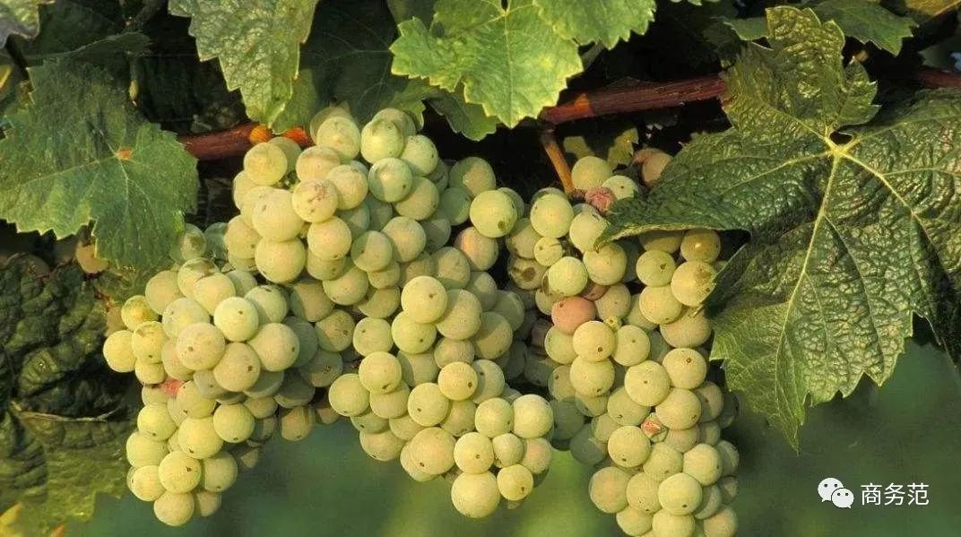 世界上超贵的起泡酒,世界著名起泡酒