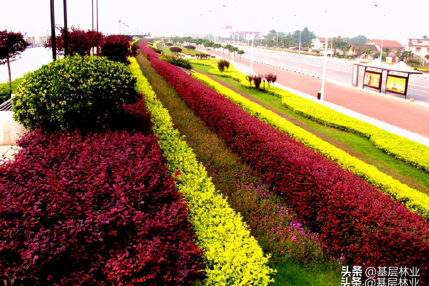 红花檵木观赏特性和园林用途,红花檵木绿化带怎么种