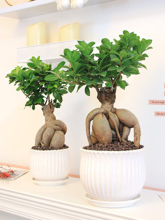 盛行的观叶盆景和观根盆景,观叶观枝类盆景