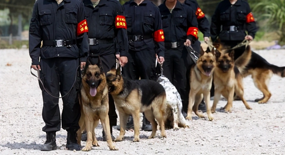 德国牧羊犬犬种介绍,德国牧羊犬是不是危险犬种