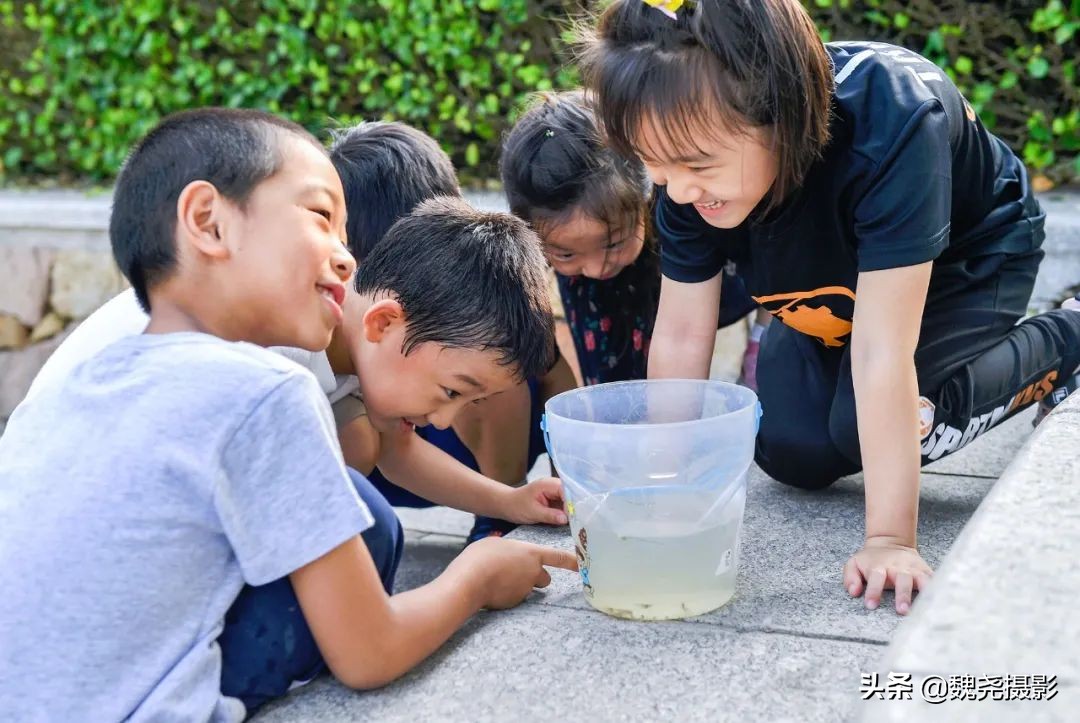 北京北坞公园里的京西稻又熟了，曾经只有皇上才能吃上这儿的大米