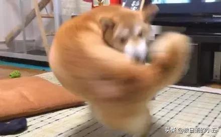 日本的一只“肌肉柴犬”火了，竟然还出了手办？！