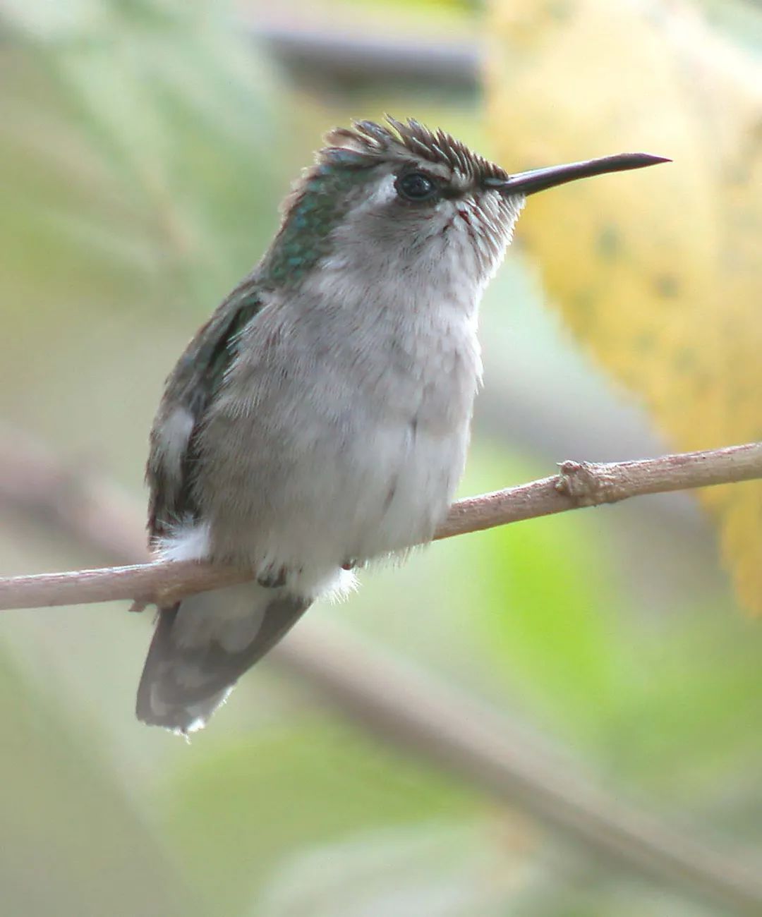吸蜜蜂鸟简介,吸花蜜的鸟图片