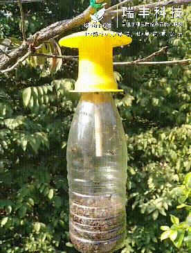 诱粘瓜实蝇,实蝇诱粘剂