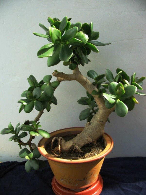 养花旧土怎样变营养土,想养花没有阳台怎么办