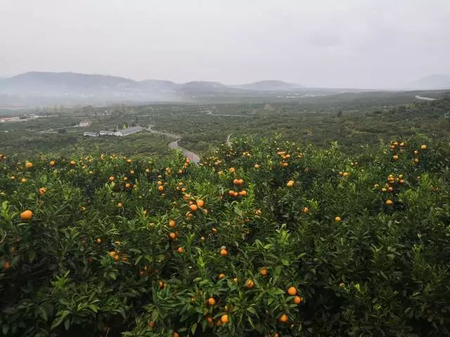 正宗红美人种植基地,中国柑橘研究所红美人