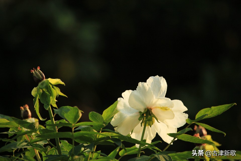 最美牡丹诗词20首,研究牡丹花