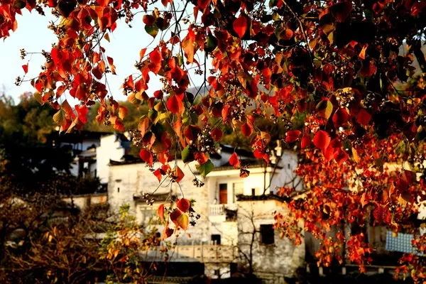 安徽值得去的四大古村,安徽春天最美十大村落