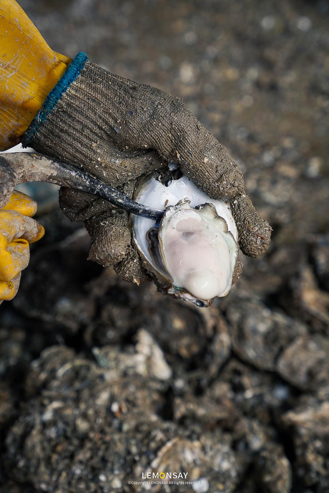 沙井的蚝,沙井为什么这么多蚝