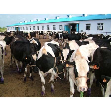 奶牛场挤奶注意事项,奶牛挤奶怎么处理可以喝