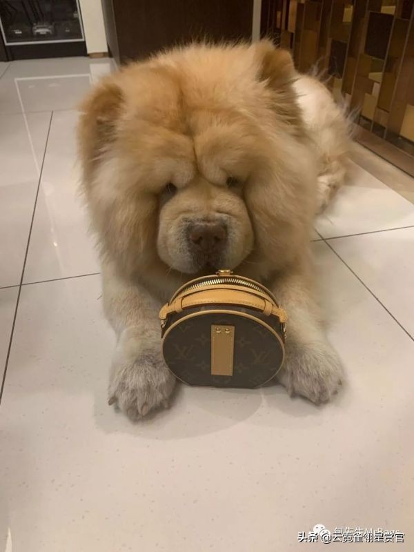 超好看的宠物包,好看又大的宠物包