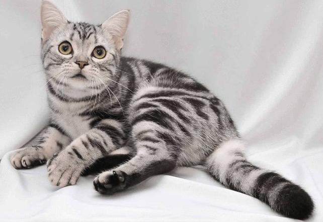 建议穷人养的10种猫性格温顺,什么猫好养而且不贵且不容易得病