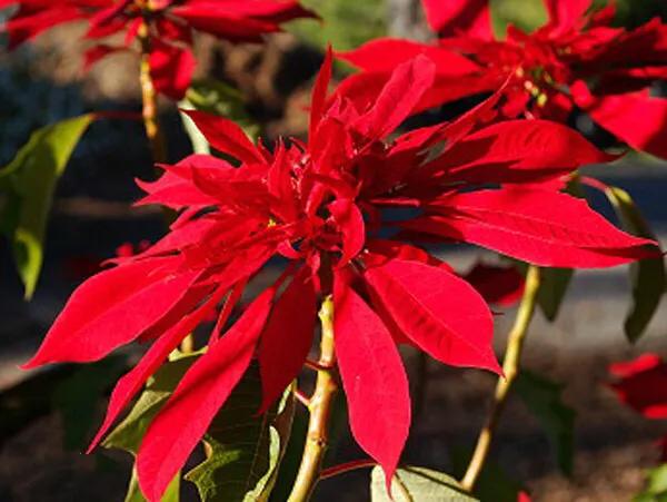 花大色艳的花卉,中国红花花卉大全