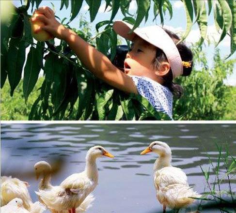 农村大叔种植桃子,农村大叔新发明的种植技术