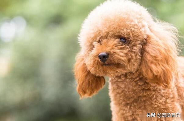 泰迪修剪造型方法与详细步骤,夏季给狗狗修剪毛发