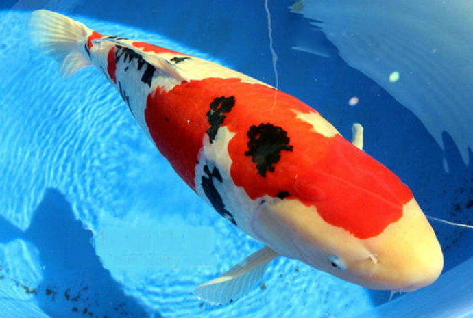 新手养锦鲤注意事项,新手养锦鲤如何防止鱼病