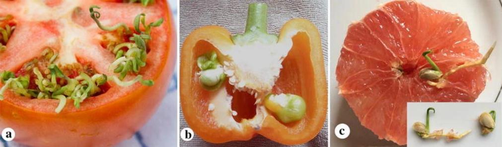 当别的种子匆匆离家，这些种子却在妈妈身上发芽